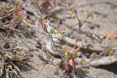 Phacelia bicolor
