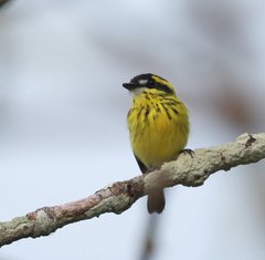 Todirostrum chrysocrotaphum