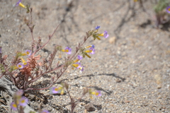Phacelia bicolor