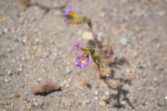 Phacelia bicolor