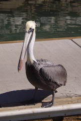 Pelecanus occidentalis