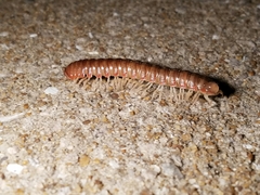 Dicellarius bimaculatus fictus