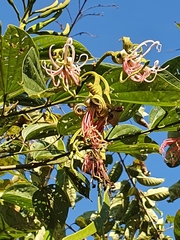 Bauhinia ungulata