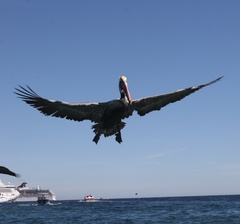 Pelecanus occidentalis