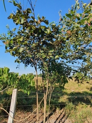 Bauhinia ungulata