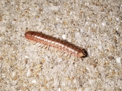 Dicellarius bimaculatus fictus