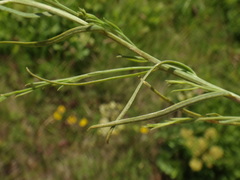 Thesium divaricatum
