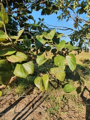 Bauhinia ungulata