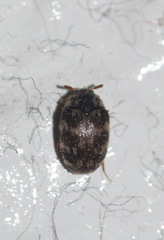 Trogoderma glabrum