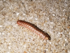 Dicellarius bimaculatus fictus