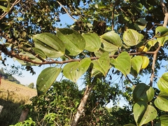 Bauhinia ungulata