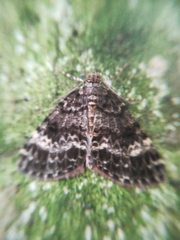 Pseudocoremia indistincta