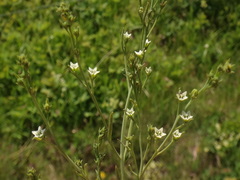 Thesium divaricatum