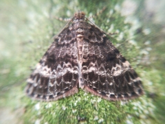 Pseudocoremia indistincta