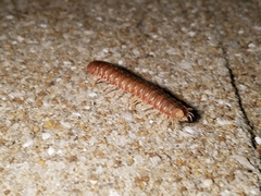 Dicellarius bimaculatus fictus