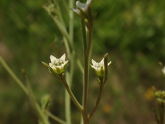 Thesium divaricatum