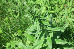 Echium vulgare