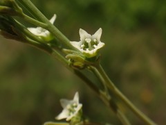 Thesium divaricatum