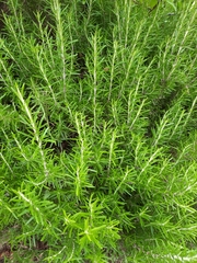 Salvia rosmarinus