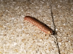 Dicellarius bimaculatus fictus