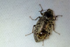 Epitragodes tomentosus