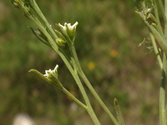 Thesium divaricatum