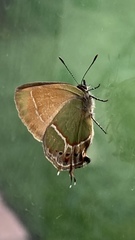 Callophrys xami