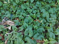 Lycianthes asarifolia