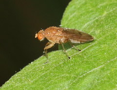 Suillia quinquepunctata