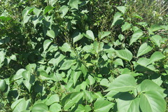 Syringa vulgaris