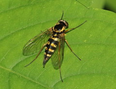Chrysopilus ornatus