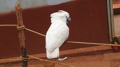 Cacatua alba