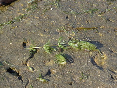 Ceratophyllum demersum