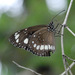 Common Crow Butterfly - Photo (c) Miranda, some rights reserved (CC BY-NC)