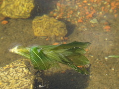 Potamogeton perfoliatus