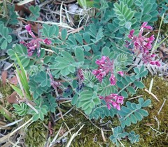 Hosackia rosea