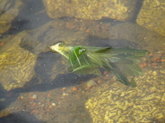 Potamogeton perfoliatus