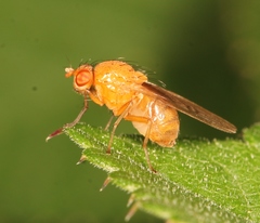 Sapromyza halidayi