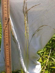 Sphenopholis intermedia