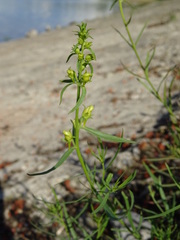 Linaria vulgaris