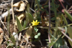 Blackstonia perfoliata
