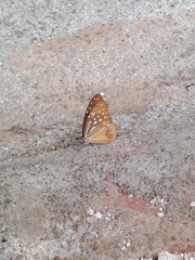 Parantica nilgiriensis