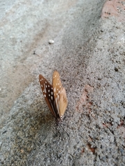 Parantica nilgiriensis