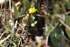 Blackstonia perfoliata
