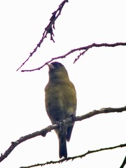 Spinus atriceps