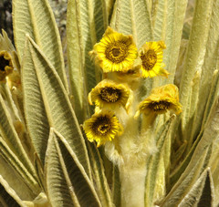 Espeletia hartwegiana