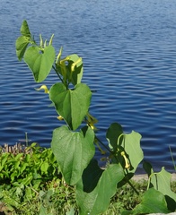 Aristolochia clematitis