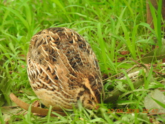 Coturnix coromandelica