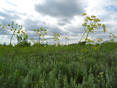 Pastinaca clausii