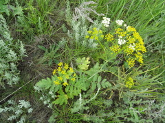 Pastinaca clausii